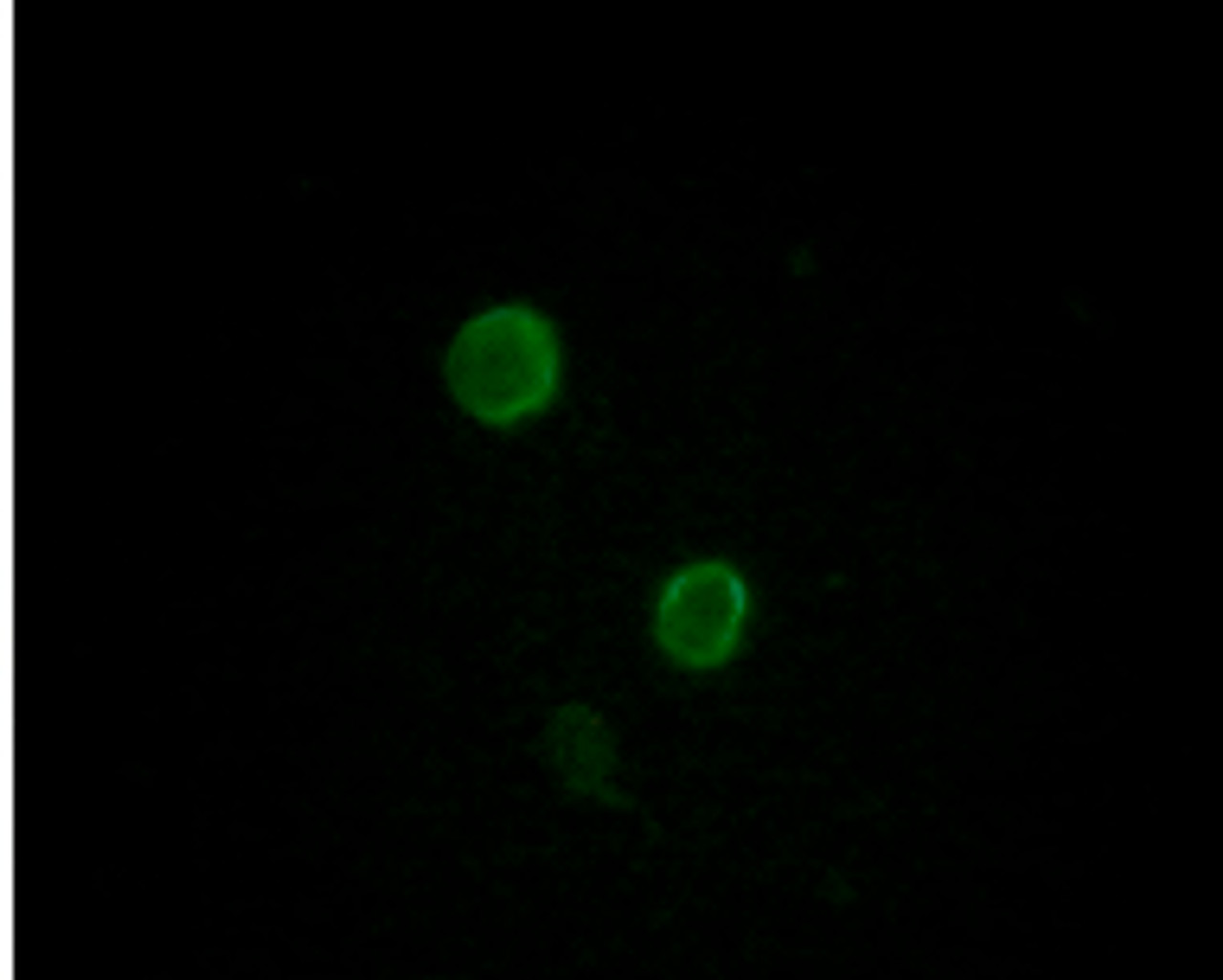 Immunofluorescense analysis of L - 02 cells showing cytomembrane localization using ApoM.trx antibody.