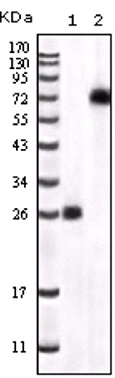 Western blot analysis using BTK monoclonal antibody against truncated BTK recombinant protein and K562 cell lysate.