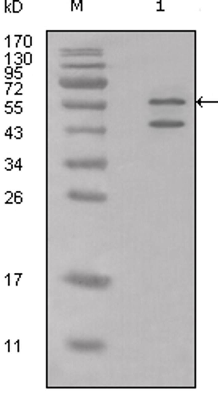 Western blot analysis using calreticulin polyclonal antibody against Hela cell lysate.