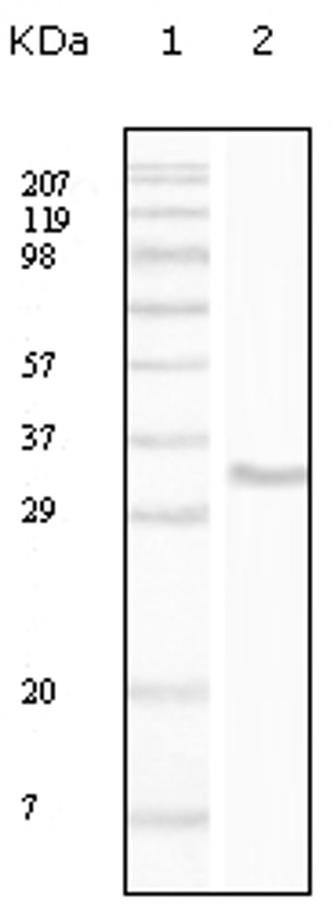 Western blot analysis using CD34 monoclonal antibody against truncated CD34 recombinant protein.