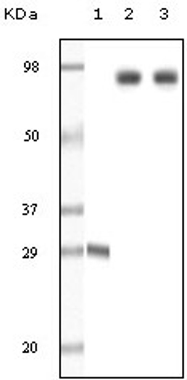 Western blot analysis using Dynamin1 monoclonal antibody against truncated Dynamin1 recombinant protein SKN - SH cell lysate and NIH / 3T3 cell lysate .