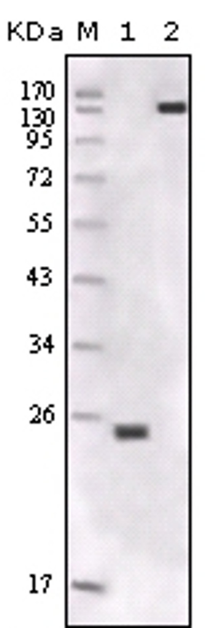 Western blot analysis using FER monoclonal antibody against truncated FER - His recombinant protein and NIH / 3T3 cell lysate.