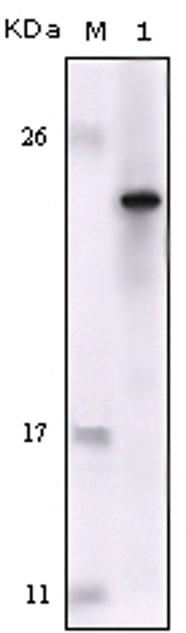 Western blot analysis using FES monoclonal antibody against truncated FES - His recombinant protein.