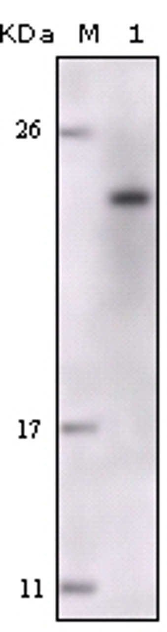 Western blot analysis using FES monoclonal antibody against truncated FES - His recombinant protein.