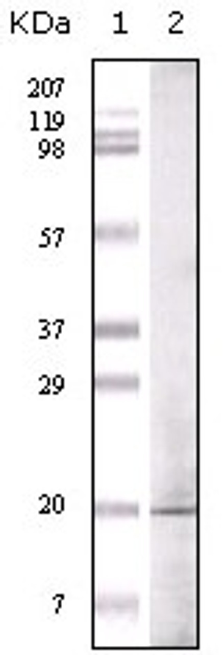 Western blot analysis using GLP monoclonal antibody against truncated GLP recombinant protein.