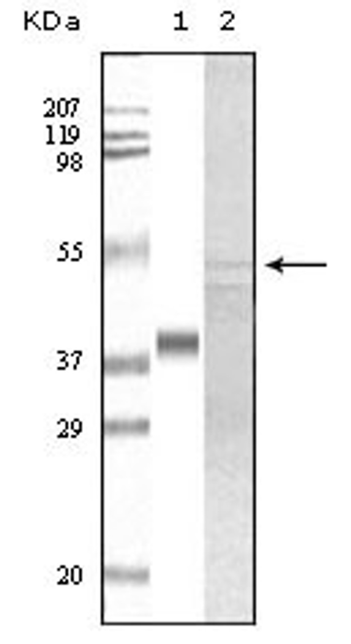 Western blot analysis using anti - human GSK3 alpha nonoclonal antibody against truncated GSK3 alpha recombinant protein and A549 lysate.