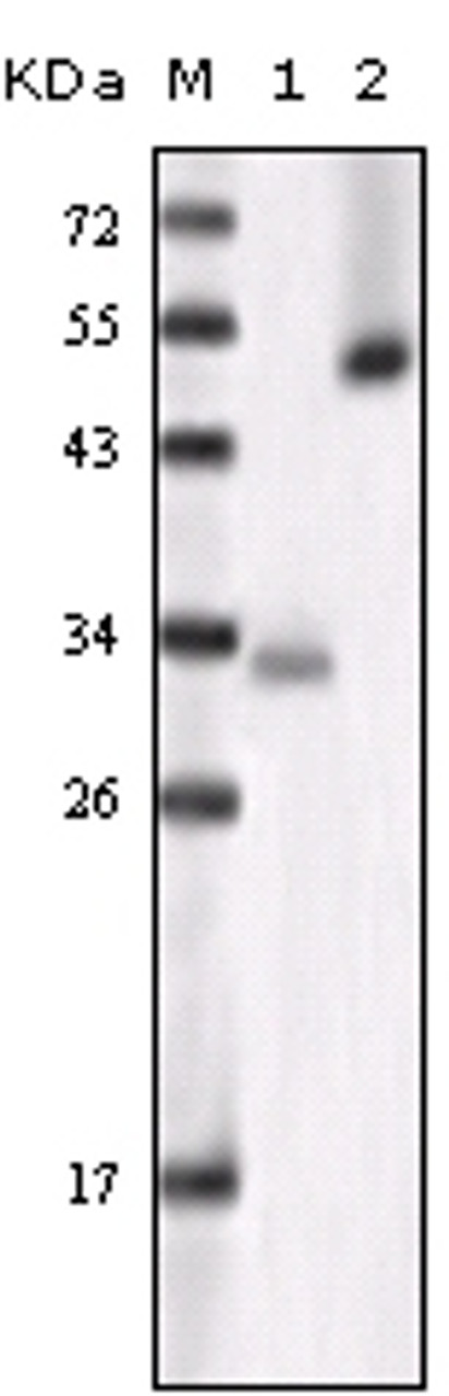Western blot analysis using GSK3a monoclonal antibody against truncated GSK3a recombinant protein and Hela cell lysate.