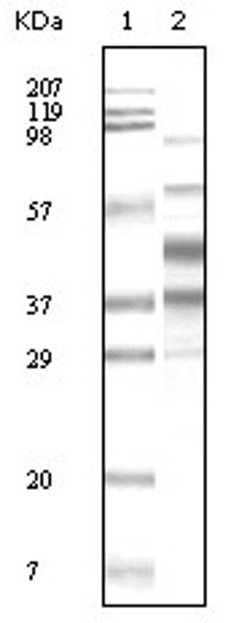 Western blot analysis using KSHV K8alpha monoclonal antibody against TPA induced BCBL - 1 cell lysate.