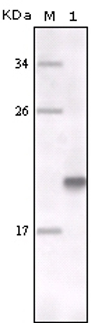 Western blot analysis using MER monoclonal antibody against full - length MER recombinant protein.