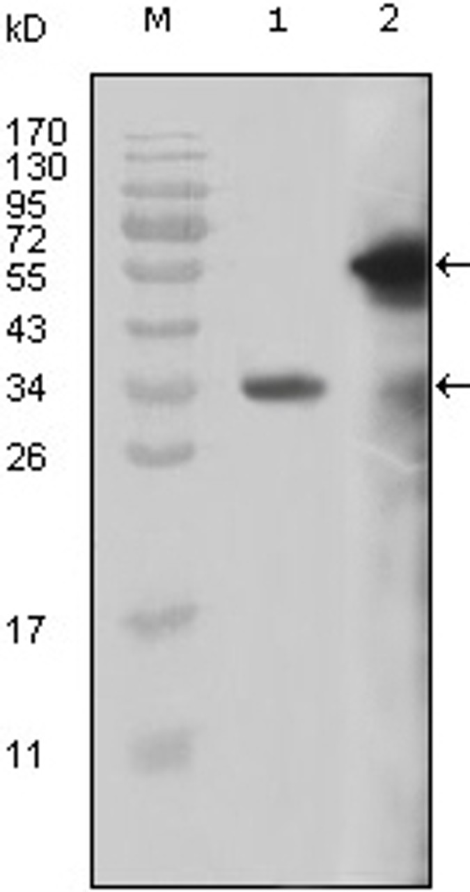 Western blot analysis using anti MLL monoclonal antibody against truncated MLL - Trx recombinant protein (1) and truncated GFP - MLL (aa3714 - 3969) grasfected COS - 7 cell lsyate (2) .