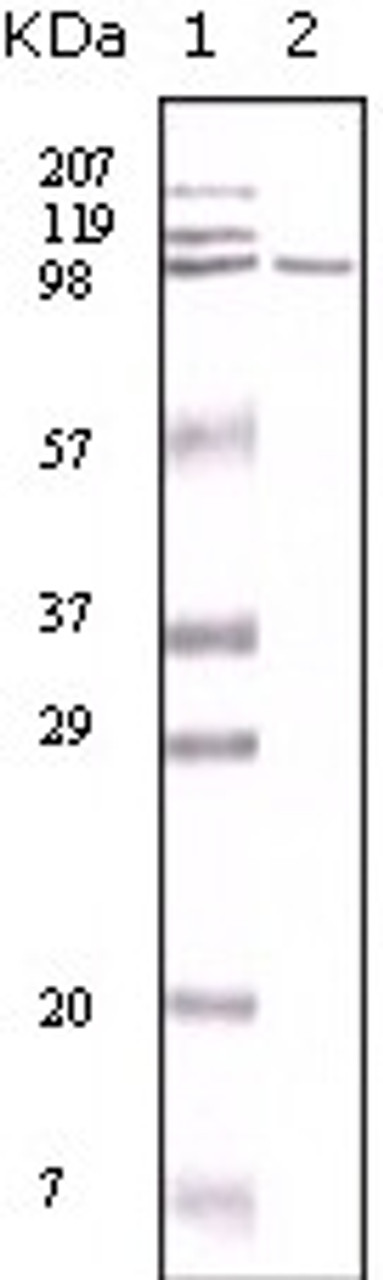 Western blot analysis using MSH2 monoclonal antibody against A431 cell lysate.