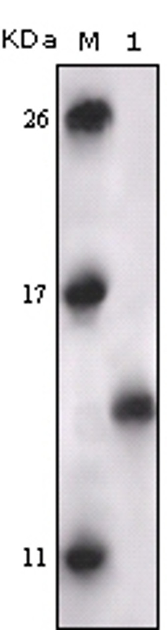 Western blot analysis using PRAK monoclonal antibody against truncated PRAK - His recombinant protein.