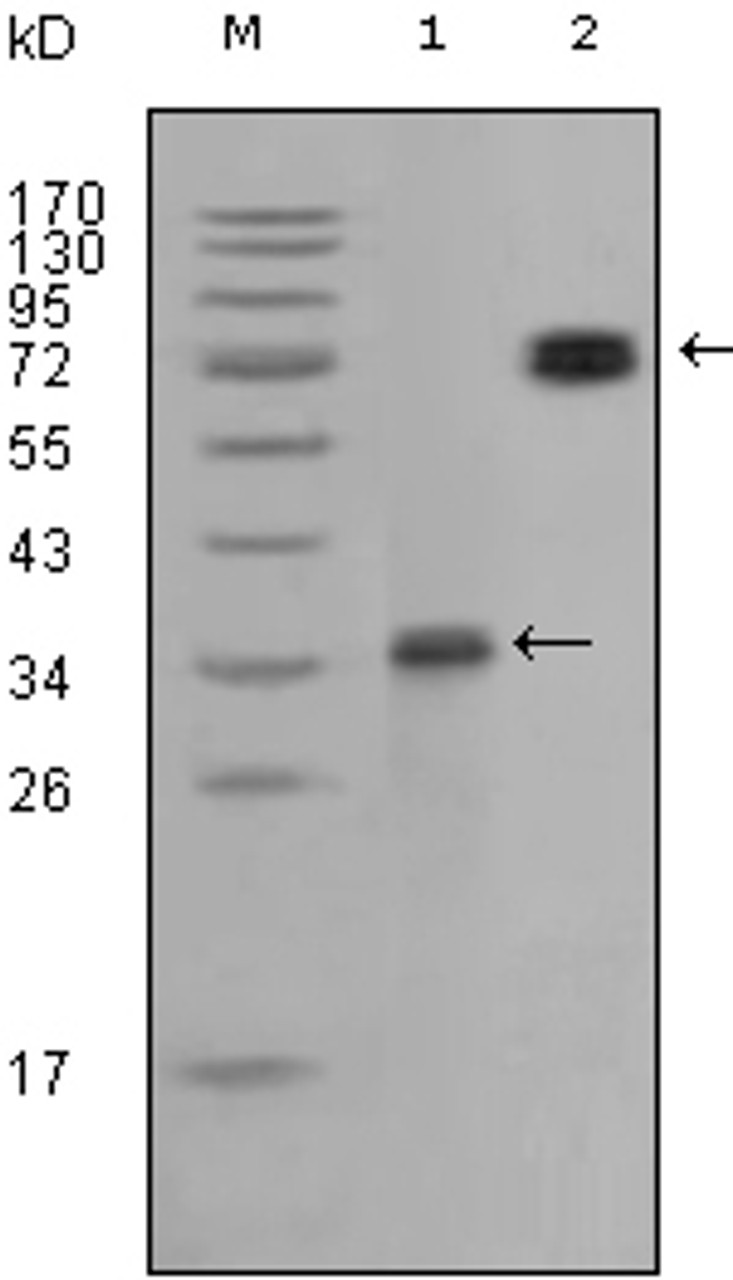 Western blot analysis using RET monoclonal antibody against truncated RET - GST recombinant protein and RET (aa658 - 1063) / hIgGFc transfected CHO - K1 cell lysate.