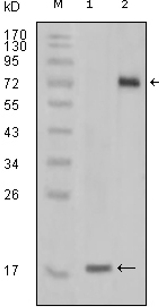 Western blot analysis using STYK1 monoclonal antibody against truncated STYK1 - His recombinant protein and STYK1 (aa47 - 422) / hIgGFc transfected CHO - K1 cell lysate.