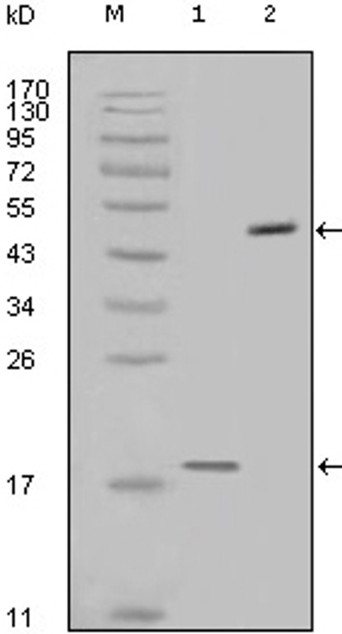 Western blot analysis using survivin monoclonal antibody against full - length survivin - His recombinant protein and full - length survivin / GFP transfected COS - 7 cell lysate.