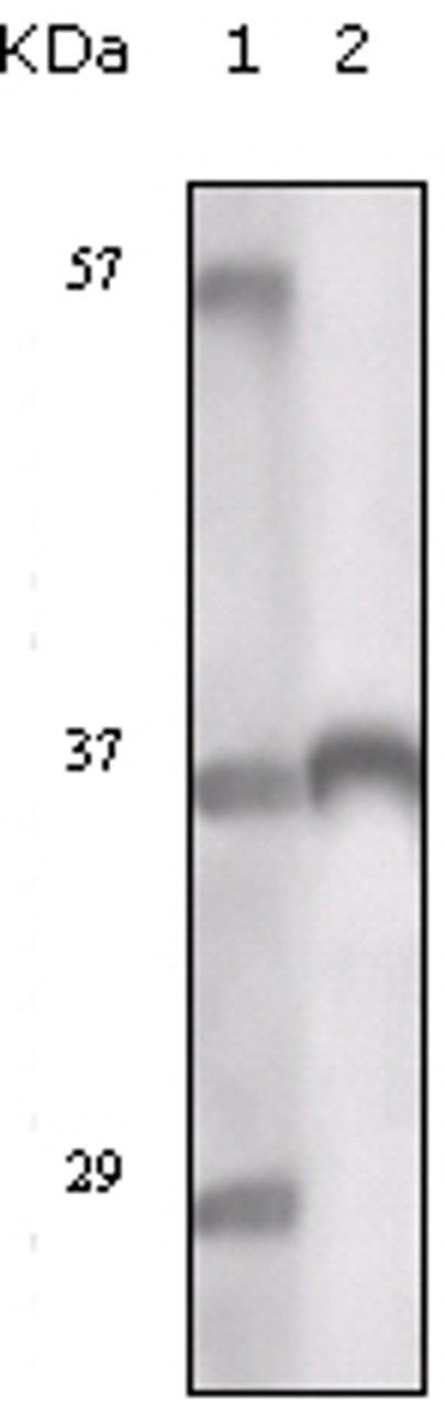 Western blot analysis using Tyro3 antibody against truncated Tyro3 recombinant protein.