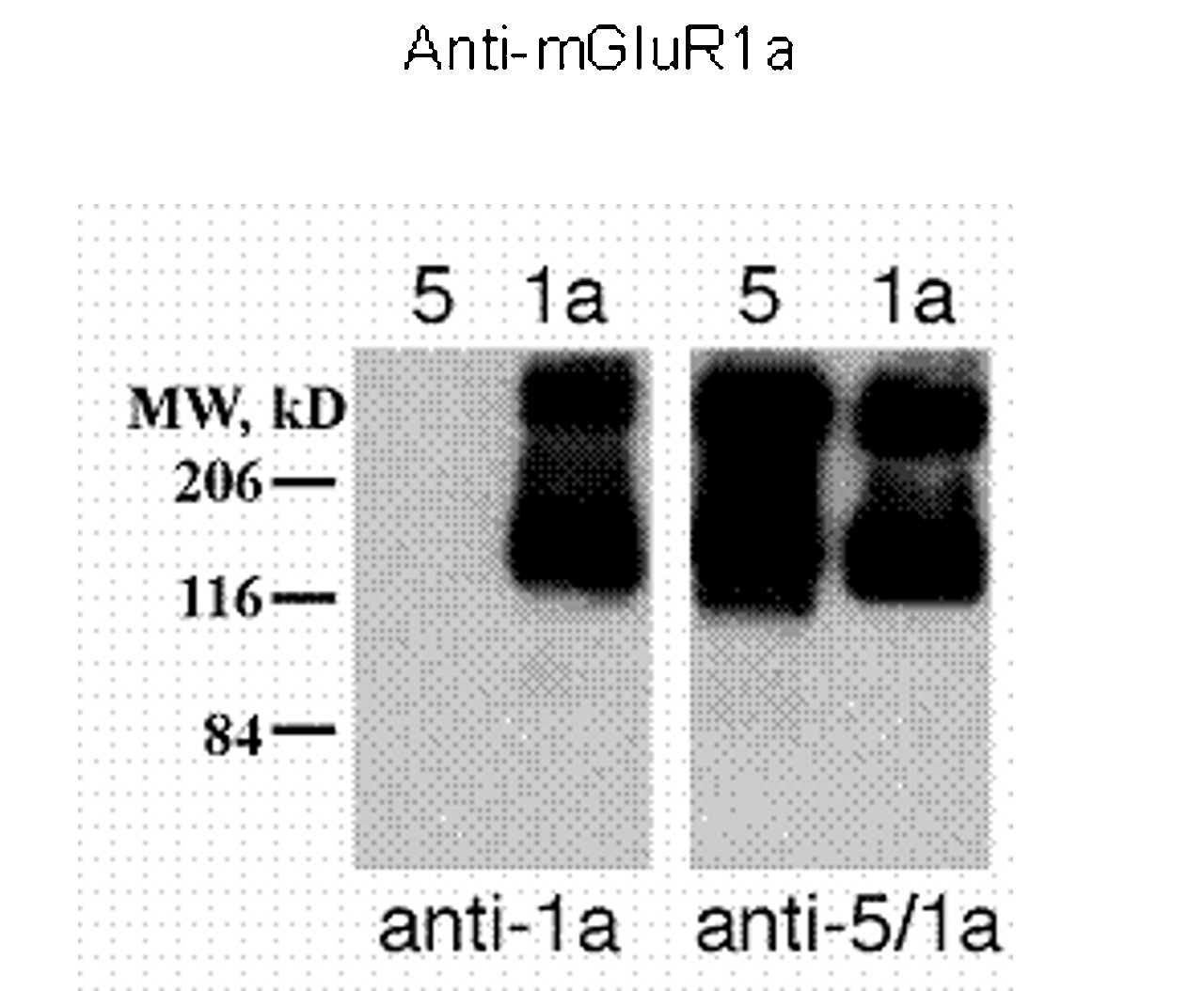 Western blot of 10µg of HEK 293 cells expressing mGluR1a and mGluR5 showing specific immunolabeling of the ~125k monomer and the ~250k dimer of mGluR1a.