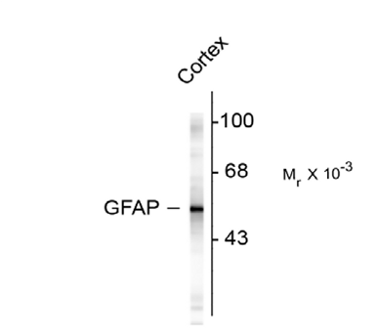 Western blot of rat cortex lysate showing specific immunolabeling of the ~50k GFAP protein.