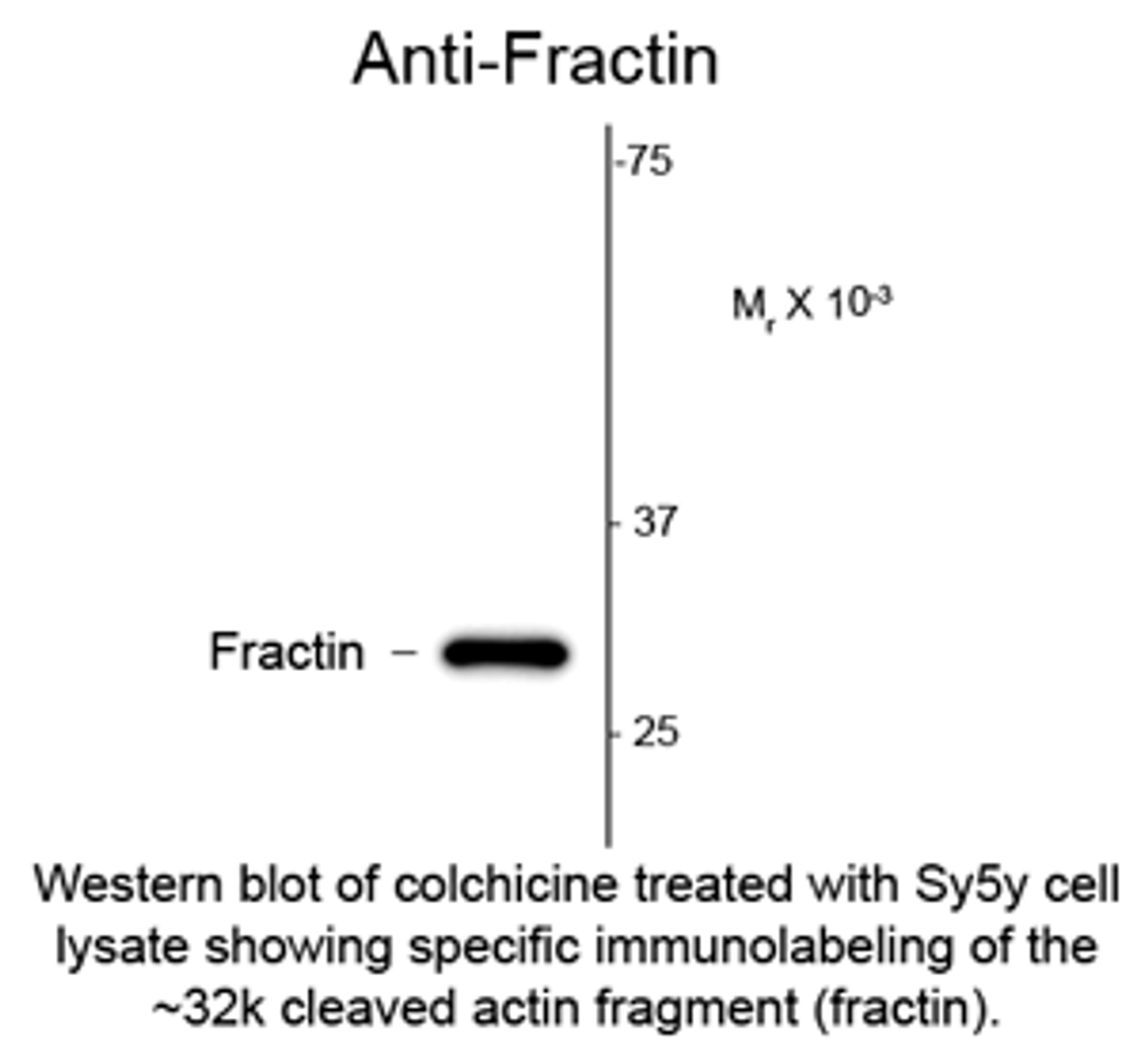 Western blot of colchicine treated with Sy5y cell lysate showing specific immunolabeling of the ~32 cleaved actin fragment (fractin) .