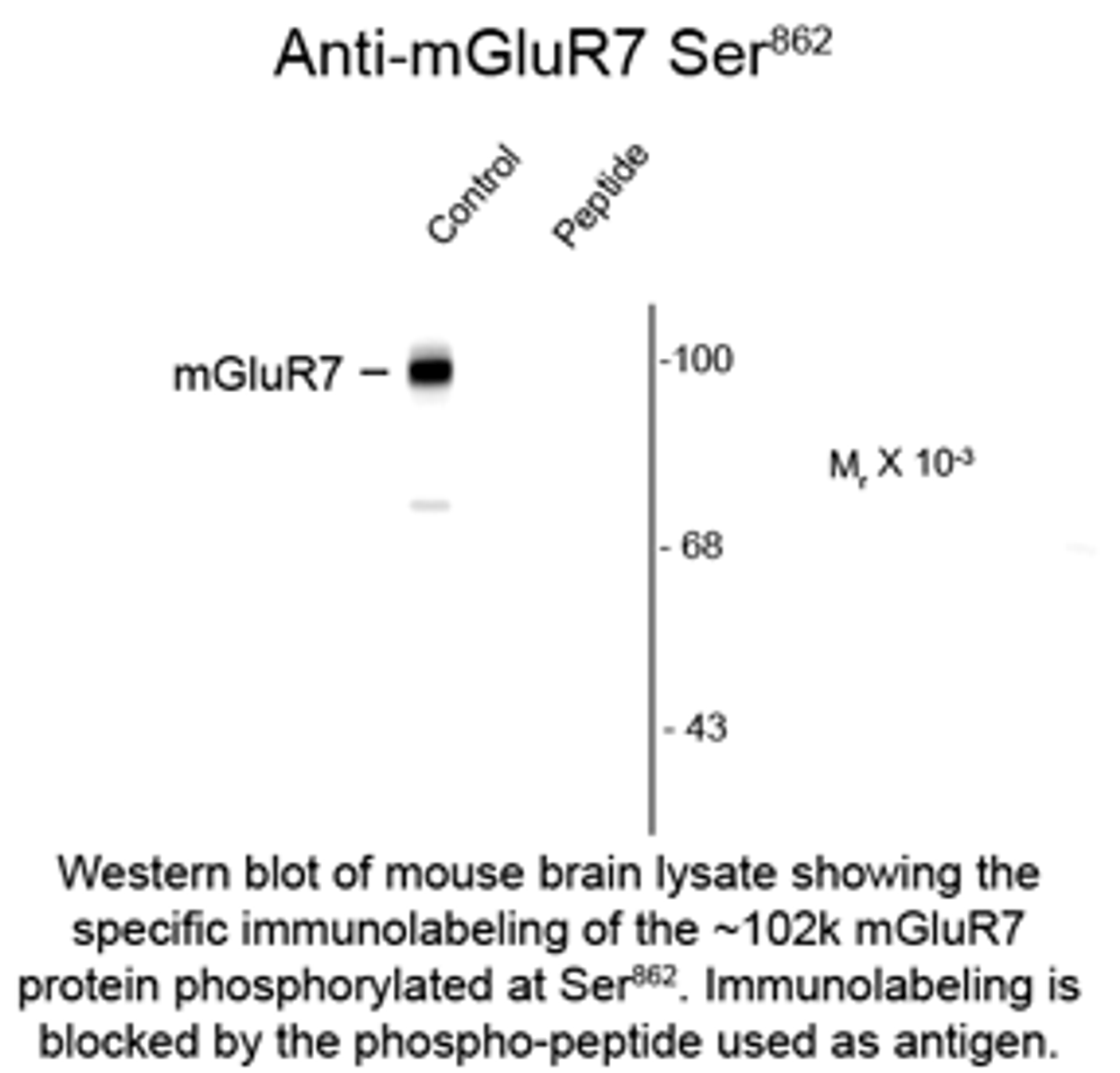 Western blot of mouse brain lysate showing the specific immunolabeling of the ~102k mGluR7 protein phosphorylated at Ser862. Immunolabeling is blocked by the phospho-peptide used as antigen.