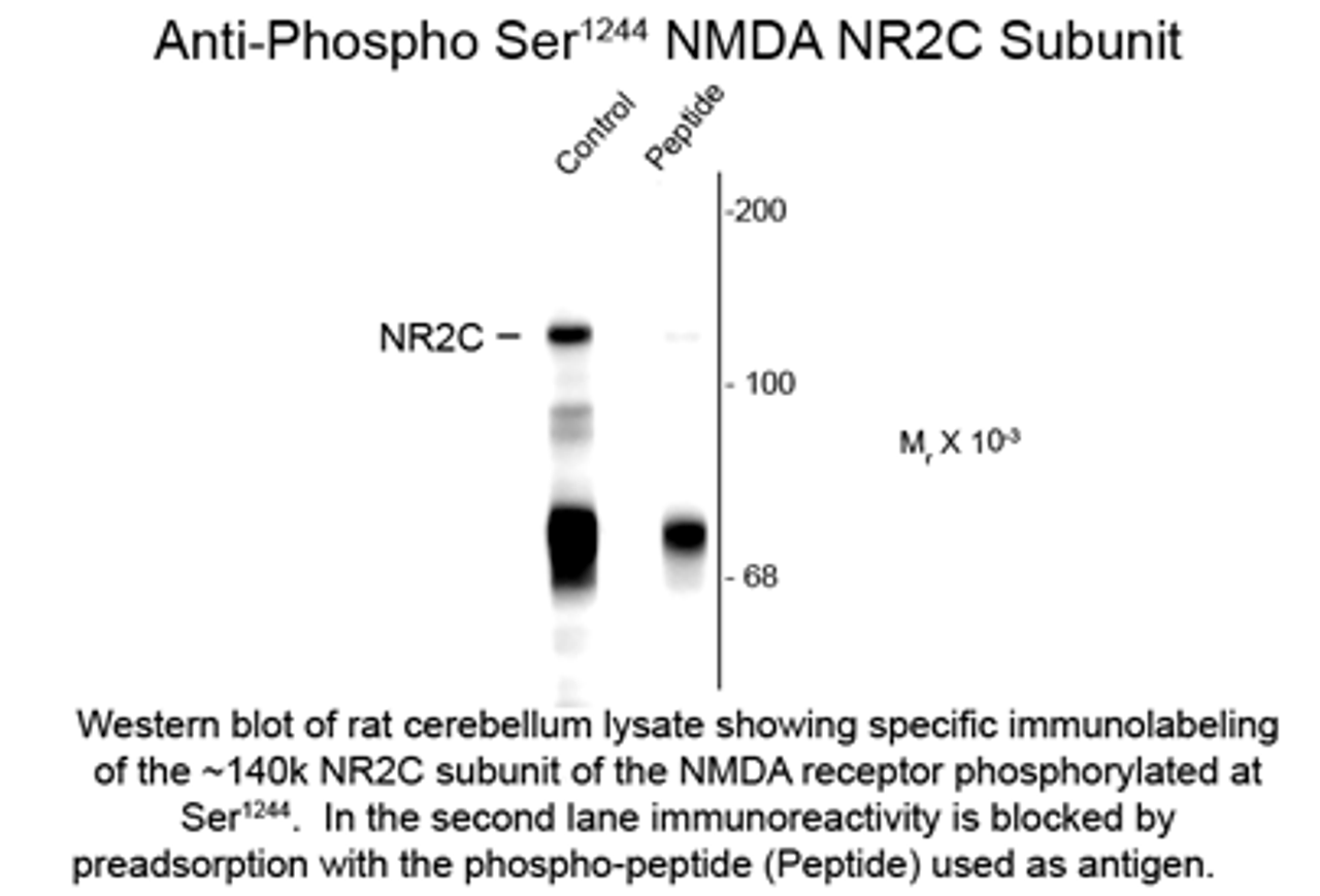 Western blot of rat cerebellum lysate showing specific immunolabeling of the ~140k NR2C subunit of the NMDA receptor phosphorylated at Ser1244. In the second lane immunoreactivity is blocked by preadsorption with the phospho-peptide (Peptide) used as antigen.