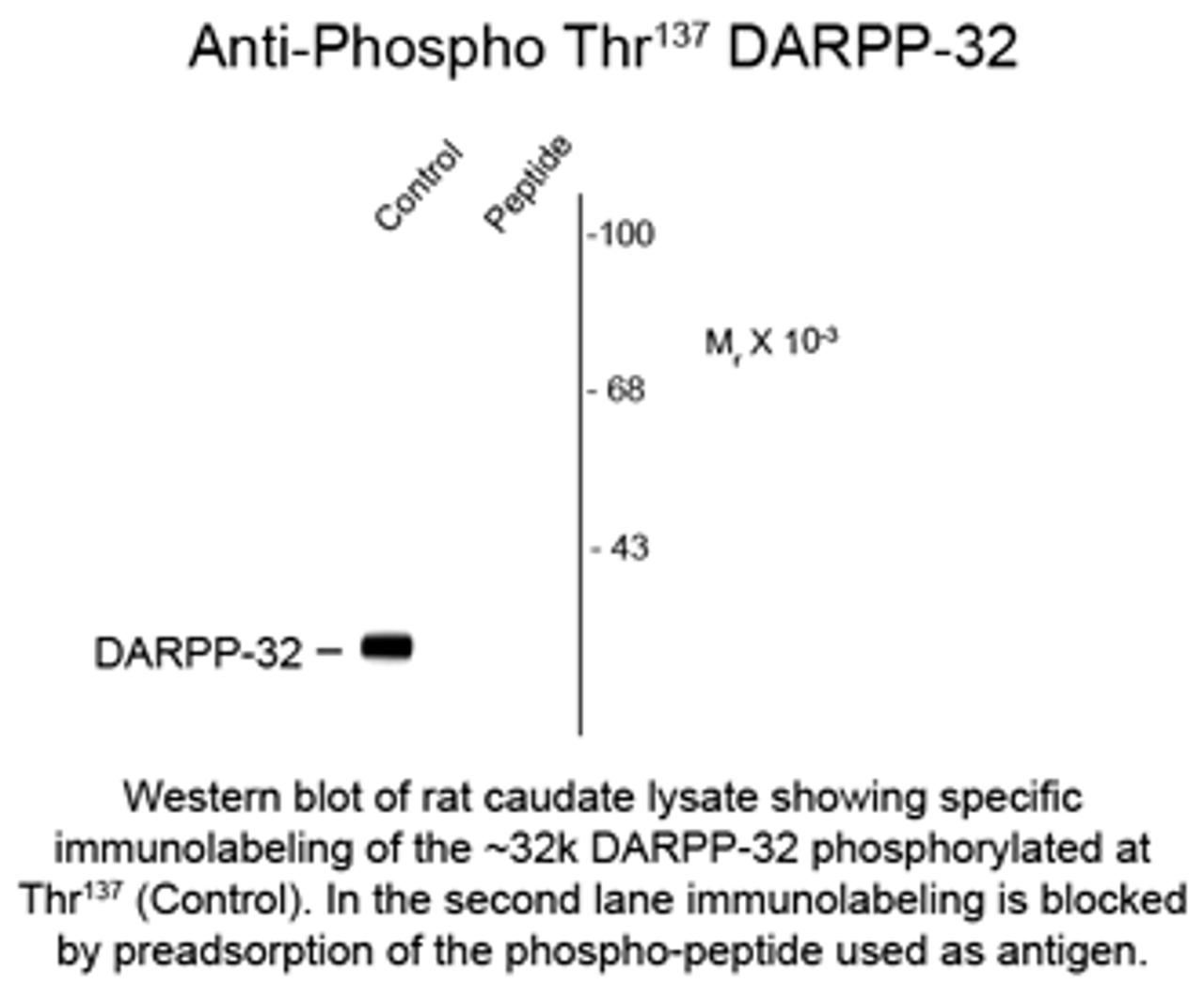 Western blot of rat caudate lysate showing specific immunolabeling of the ~32k DARPP-32 phosphorylated at Thr137 (Control) . In the second lane immunolabeling is blocked by preadsorption of the phospho-peptide used as antigen.