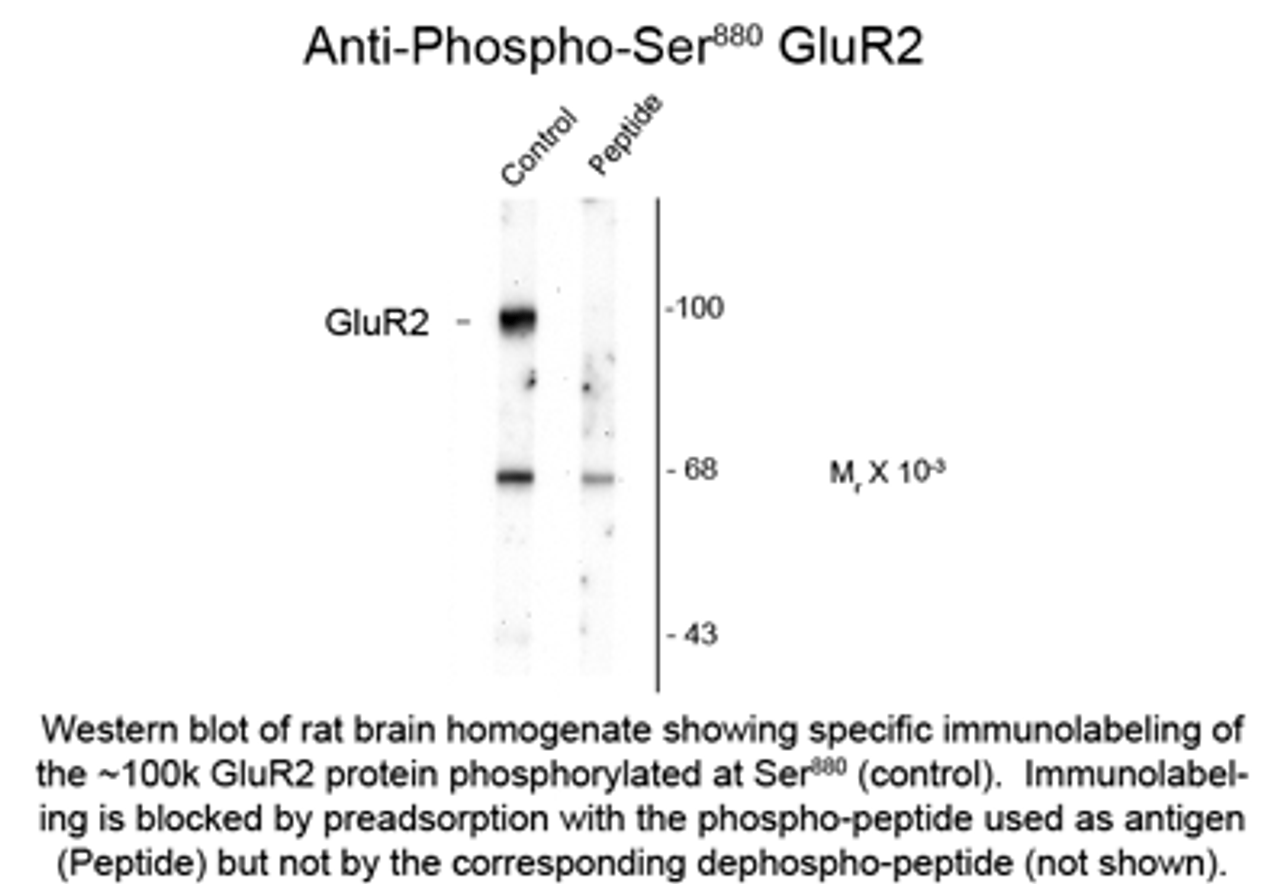 Western blot of rat brain homogenate showing specific immunolabeling of the ~100k GluR2 protein phosphorylated at Ser880 (control) . Imunnolabeling is blocked by preadsorption with the phospho-peptide used as antigen (Peptide) but not by the coressponding dephospho-peptide (not shown) .
