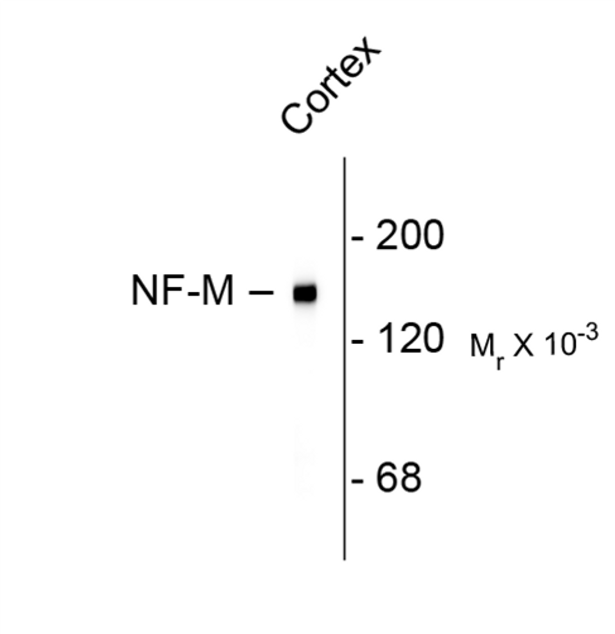 Western blot of rat cortex lysate showing specific immunolabeling of the ~145k NF-M protein.