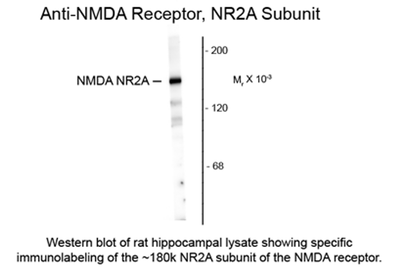 Western blot of rat hippocampal lysate showing specific immunolabeling of the ~180k NR2A subunit of the NMDA receptor.