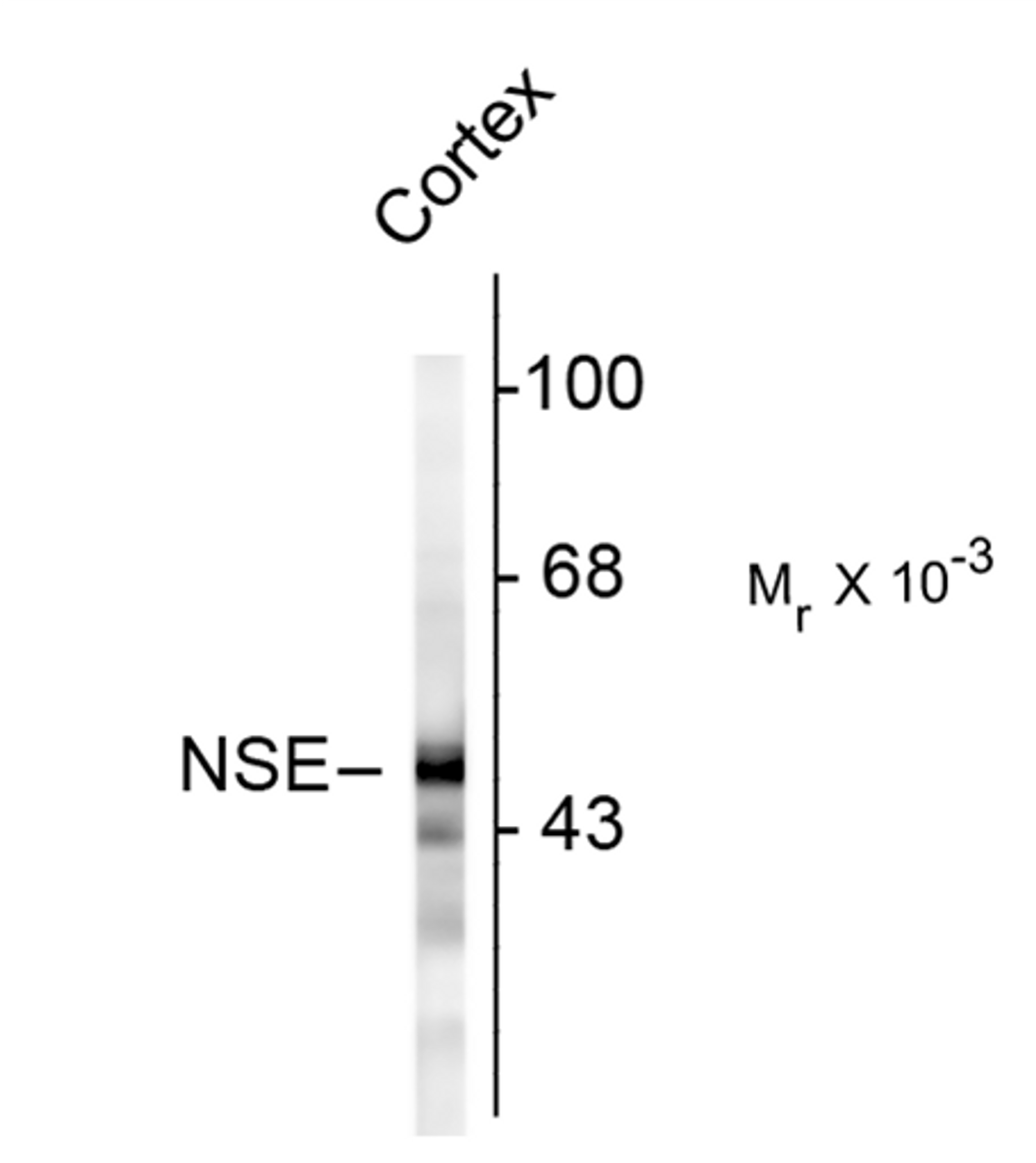Western blot of rat cortex homogenate showing specific immunolabeling of the ~47k NSE protein.