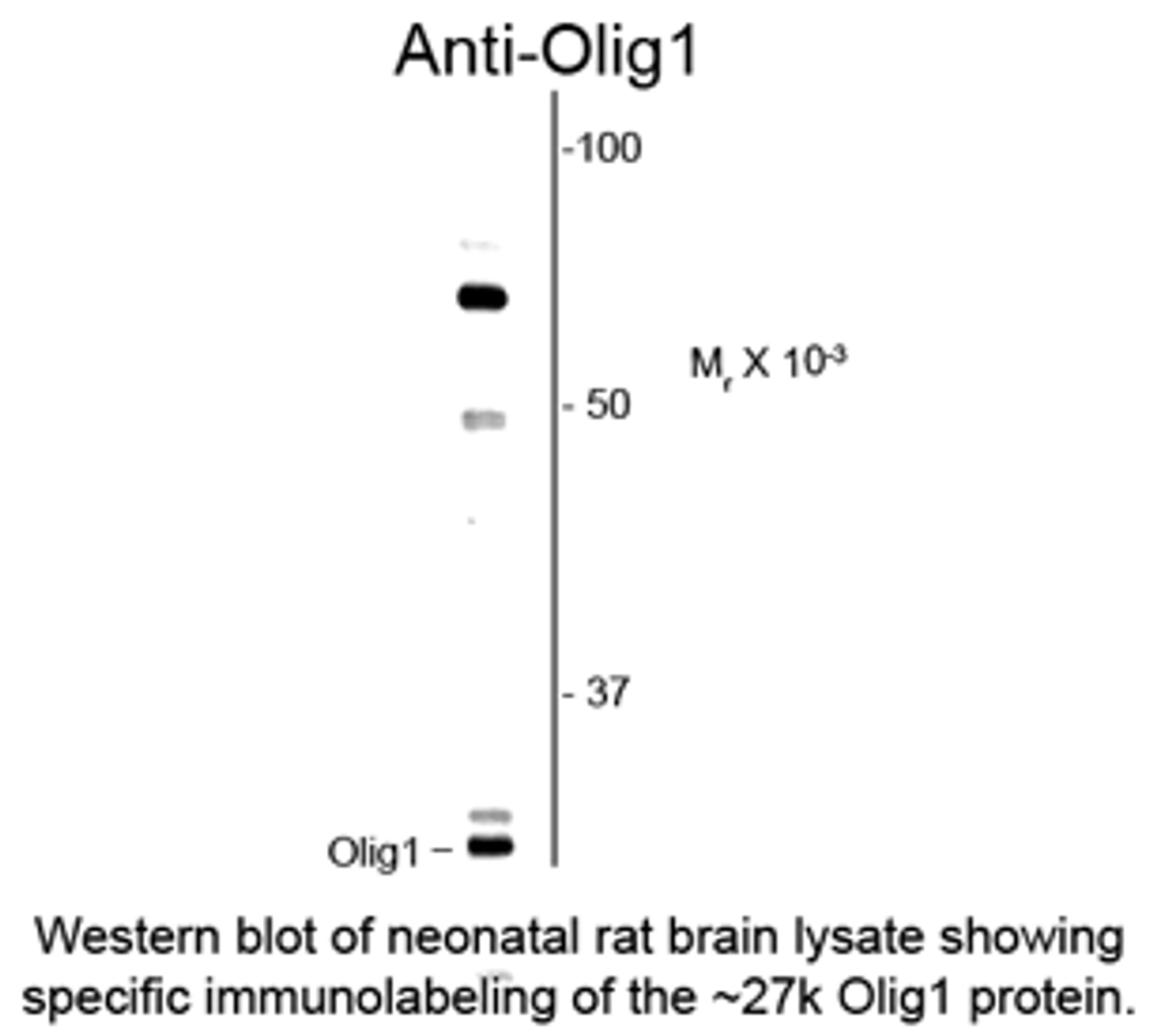 Western blot of neonatal rat brain lysate showing specific immunolabeling of the ~27k Olig1 protein.