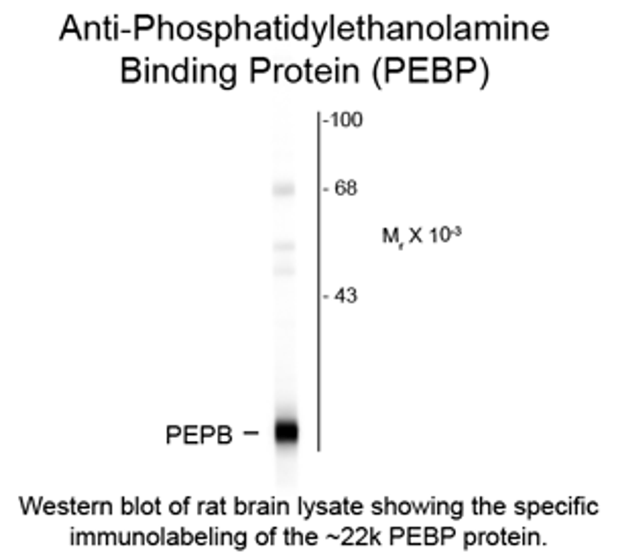 Western blot of rat brain lysate showing the specific immunolabeling of the ~22k PEBP protein.