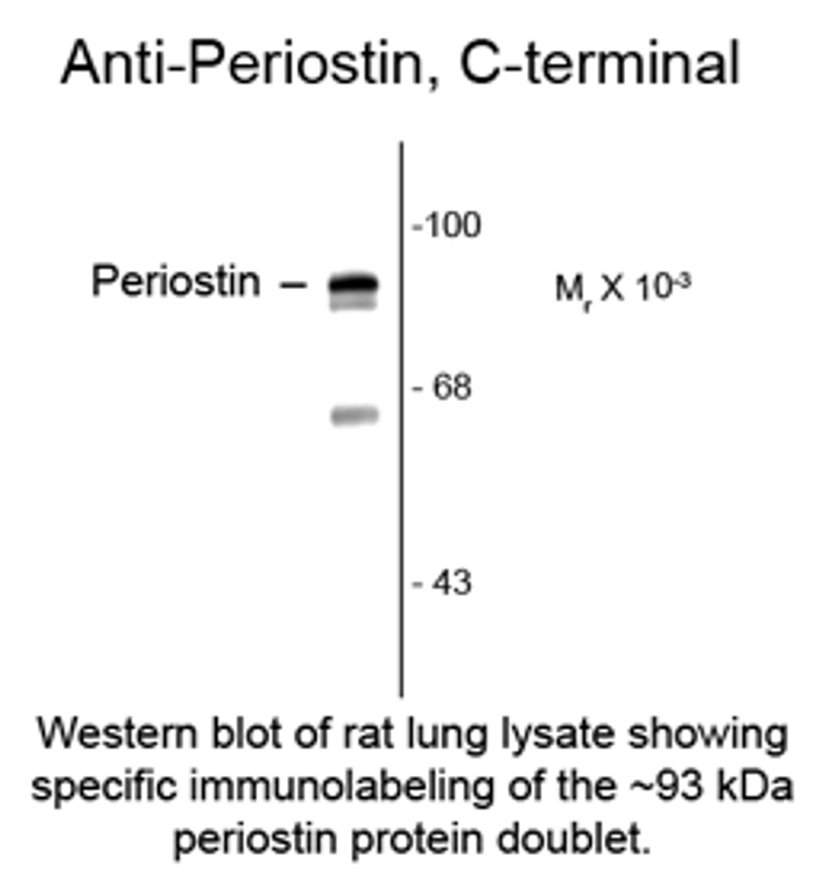 Western blot of rat lung lysate showing specific immnolabeling of the ~93 kDa periostin protein doublet.