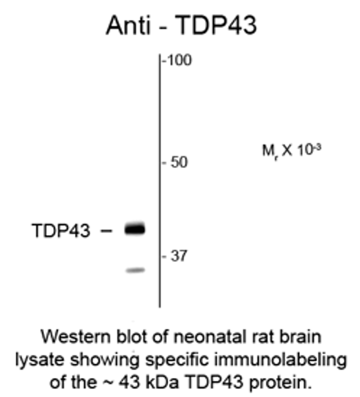 Western blot of neonatal rat brain lysate showing specific immunolabeling of the ~43 kDa TDP43 protein.