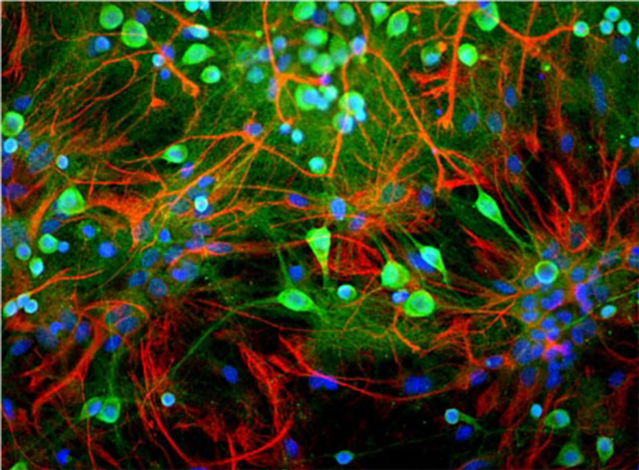 Immunostaining of cultured neurons and glia with anti-chicken UCHL1 (green) and anti-rabbit GFAP (red) (Cat. No. 50-109) .