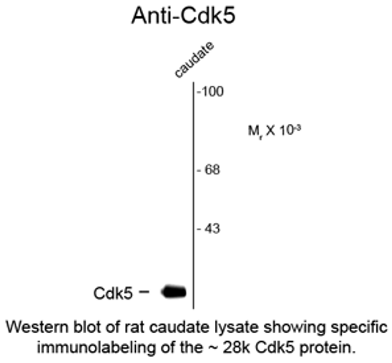 Western blot of rat caudate lysate showing specific immunolabeling of the ~28k Cdk5 protein.