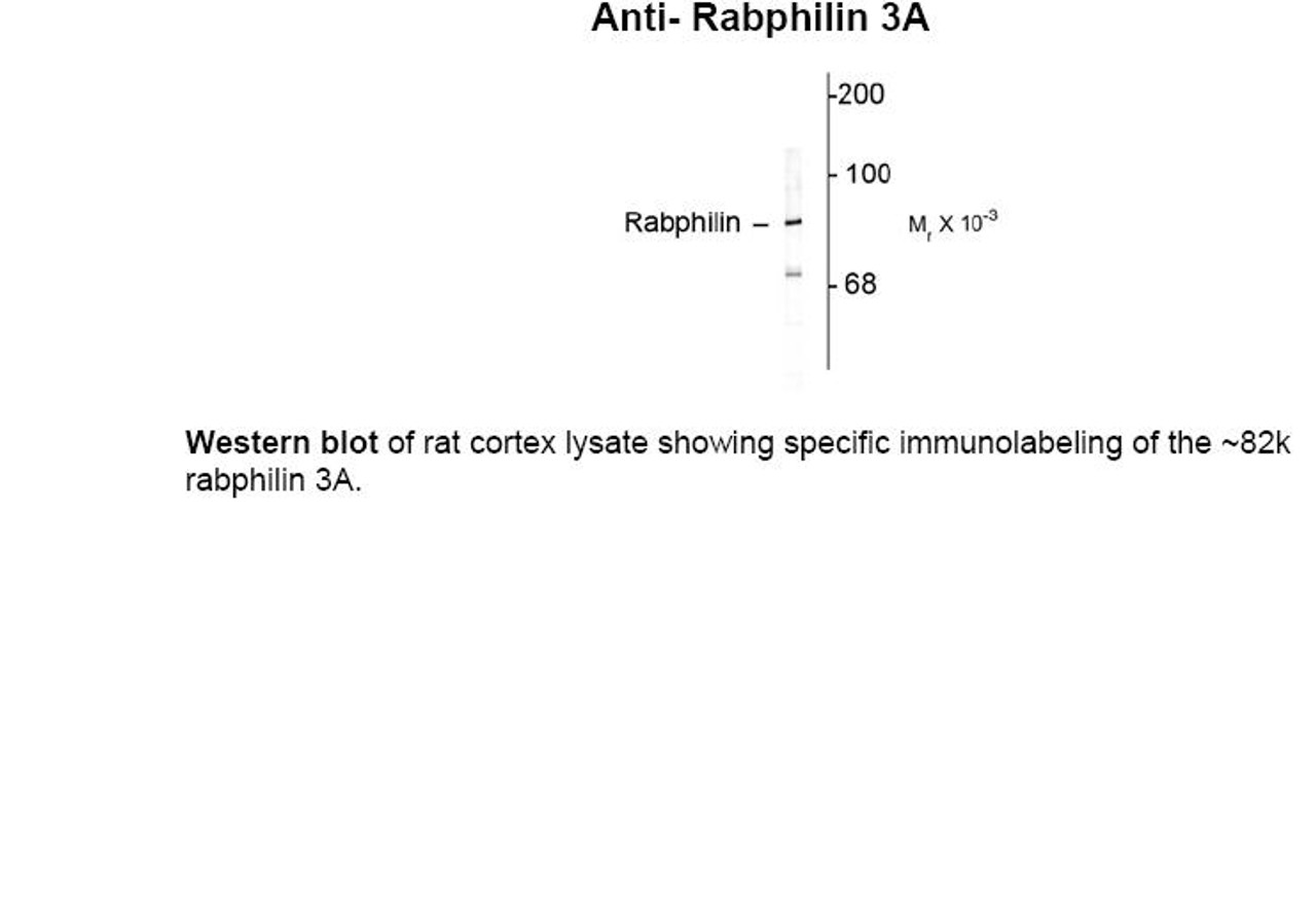 Western blot of rat cortex lysate showing specific immunolabeling of the ~82k rabphilin 3A.