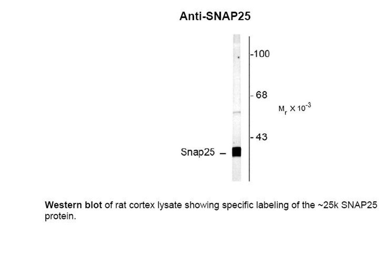 Western blot of rat cortex lysate showing specific labeling of the ~25k SNAP25 protein.