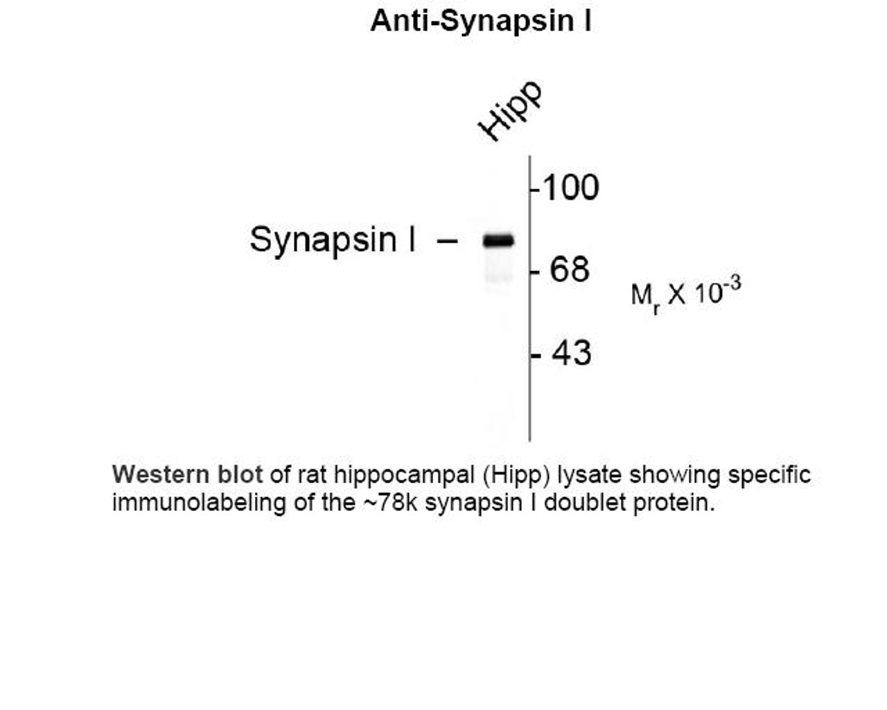 Western blot of rat hippocampal (Hipp) lysate showing specific
immunolabeling of the ~78k synapsin I doublet protein.