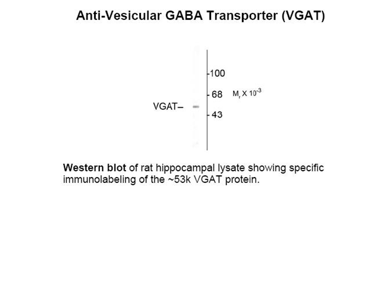 Western blot of rat hippocampal lysate showing specific immunolabeling of the ~53k VGAT protein.
