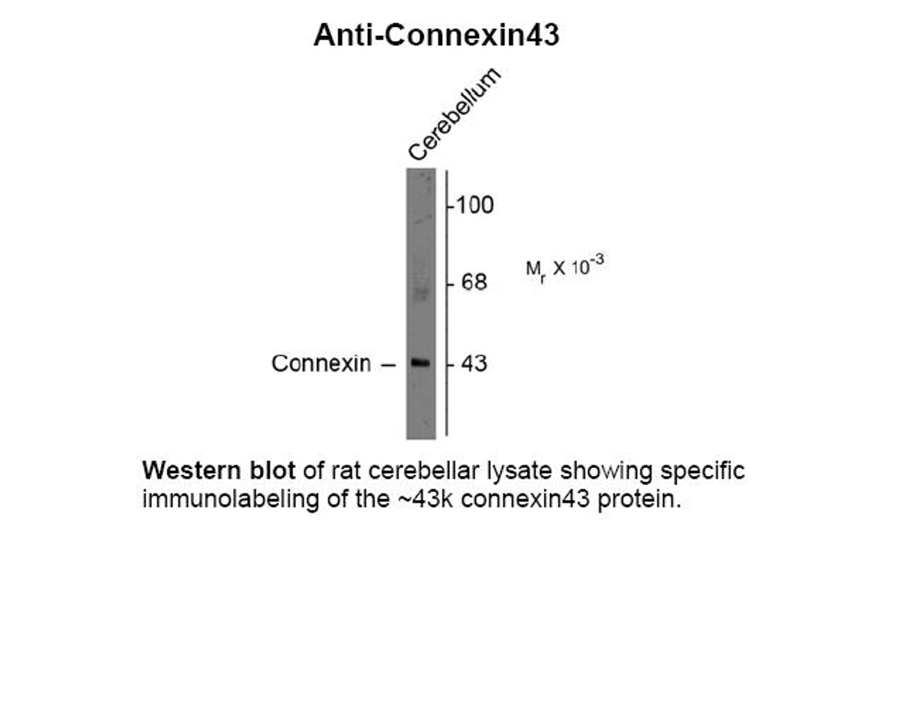 Western blot of rat cerebellar lysate showing specific immunolabeling of the ~43k connexin43 protein.