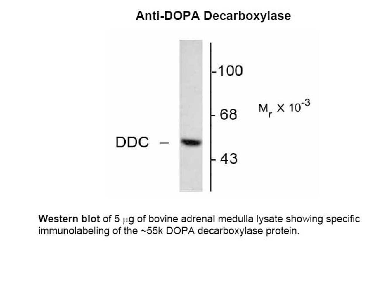 Western blot of 5 μg of bovine adrenal medulla lysate showing specific immunolabeling of the ~55k DOPA decarboxylase protein.