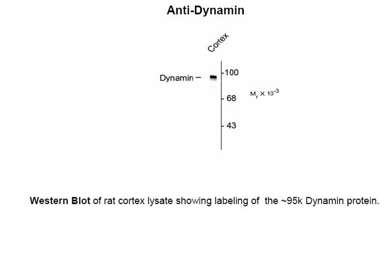 Western Blot of rat cortex lysate showing labeling of the ~95k Dynamin protein.