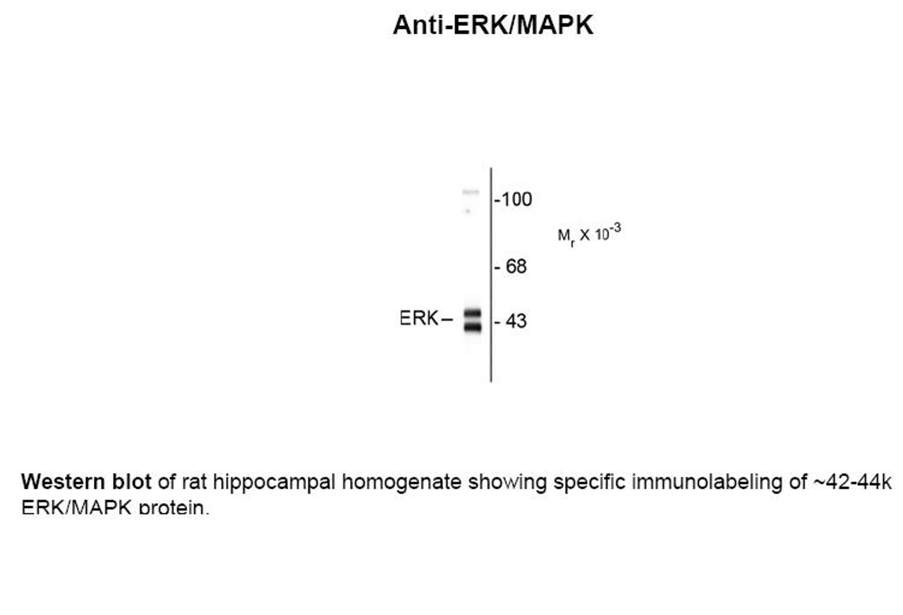 Western blot of rat hippocampal homogenate showing specific immunolabeling of ~42-44k ERK/MAPK protein.