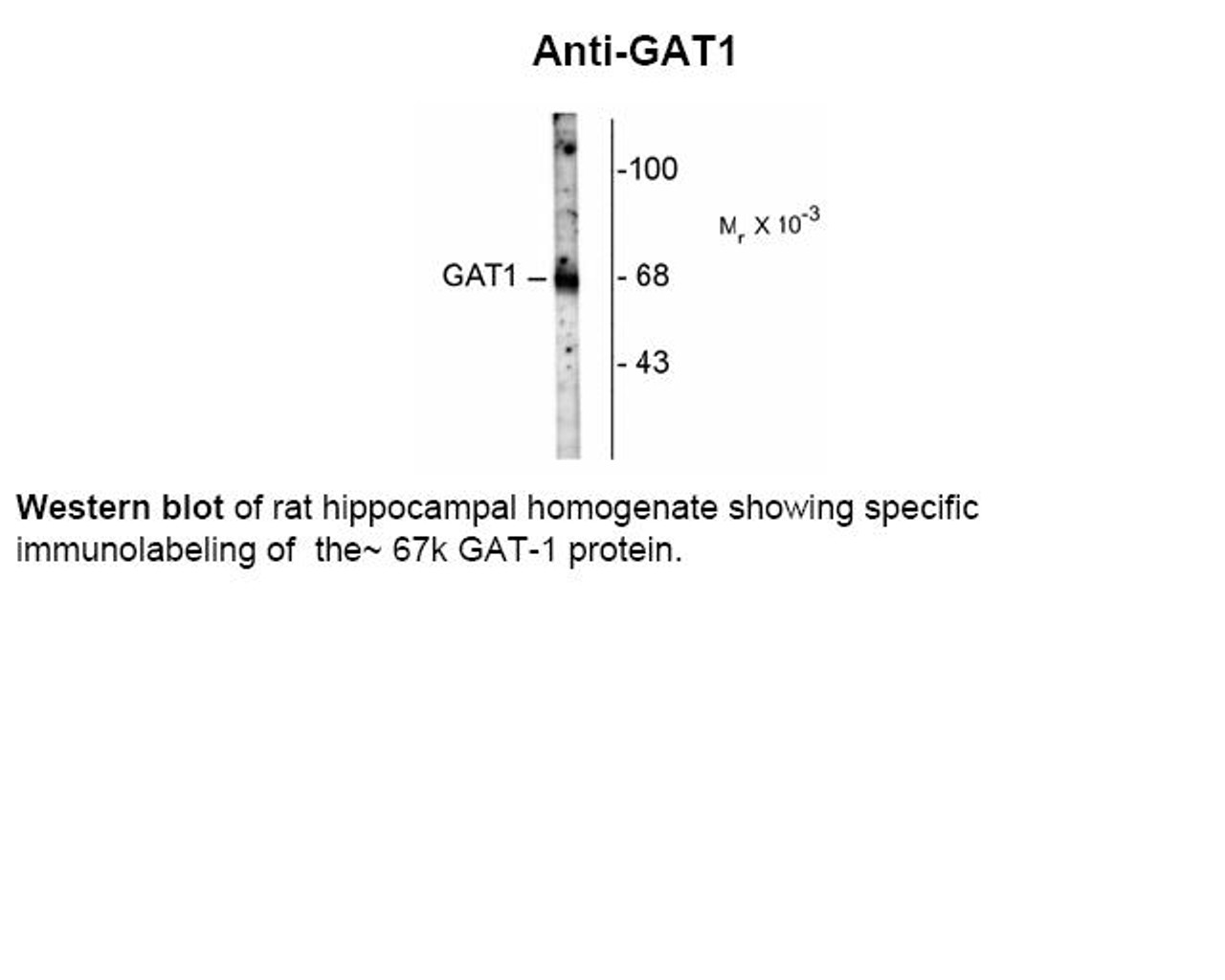 Western blot of rat hippocampal homogenate showing specific immunolabeling of the~ 67k GAT-1 protein.