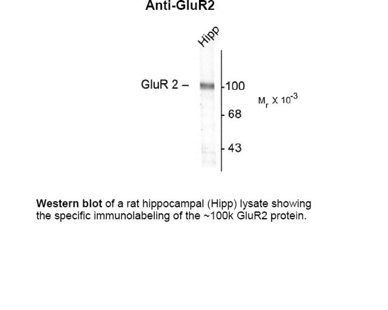 Western blot of a rat hippocampal (Hipp) lysate showing the specific immunolabeling of the ~100k GluR2 protein.