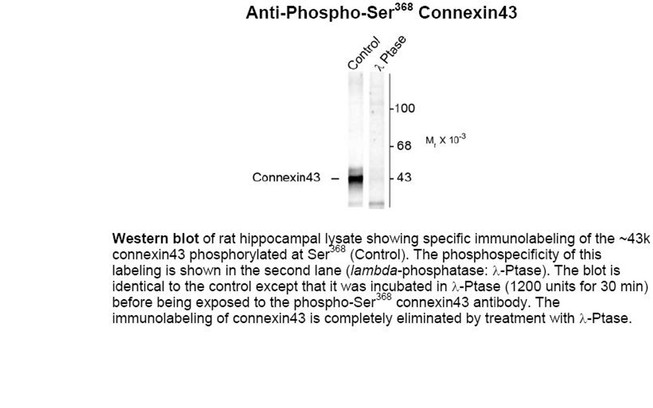 Western blot of rat hippocampal lysate showing specific immunolabeling of the ~43k connexin 43 phosphorylated at Ser368 (Control) . The phosphospecificity of this labeling is shown in the second lane (lambda-phosphatase: lamda-Ptase) . The blot is identical to the control except that it was incubated in lamda-Ptase (1200 units for 30 min) before being exposed to the phospho-Ser368 connexin 43 antibody. The immunolabeling of connexin 43 is completely eliminated by treatment with lamda-Ptase.