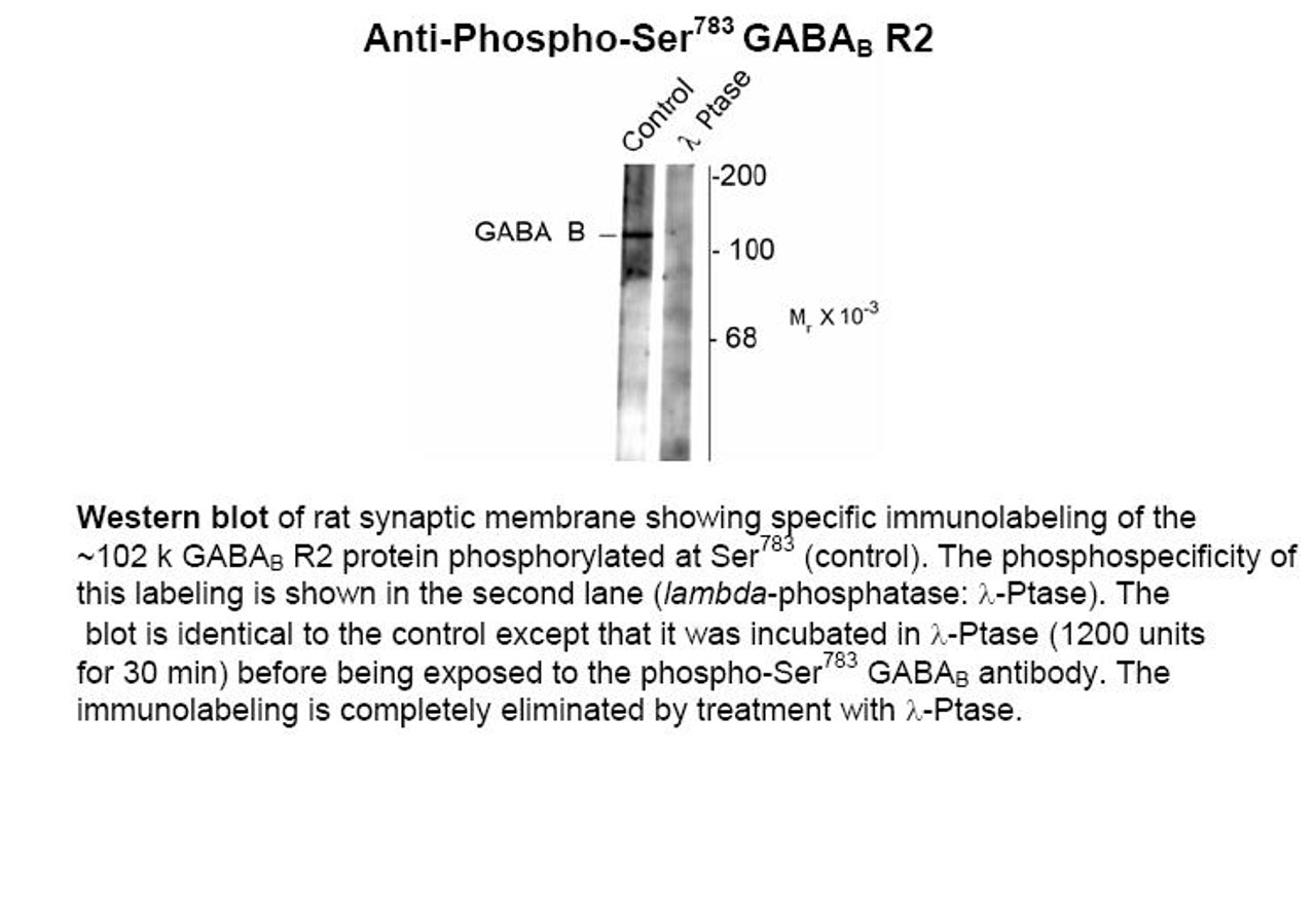 Western blot of rat synaptic membrane showing specific immunolabeling of the ~102 k GABAB R2 protein phosphorylated at Ser783 (control) . The phosphospecificity of this labeling is shown in the second lane (lambda-phosphatase: lamda-Ptase) . The blot is identical to the control except that it was incubated in lamda-Ptase (1200 units for 30 min) before being exposed to the phospho-Ser783 GABAB antibody. The immunolabeling is completely eliminated by treatment with lamda-Ptase.