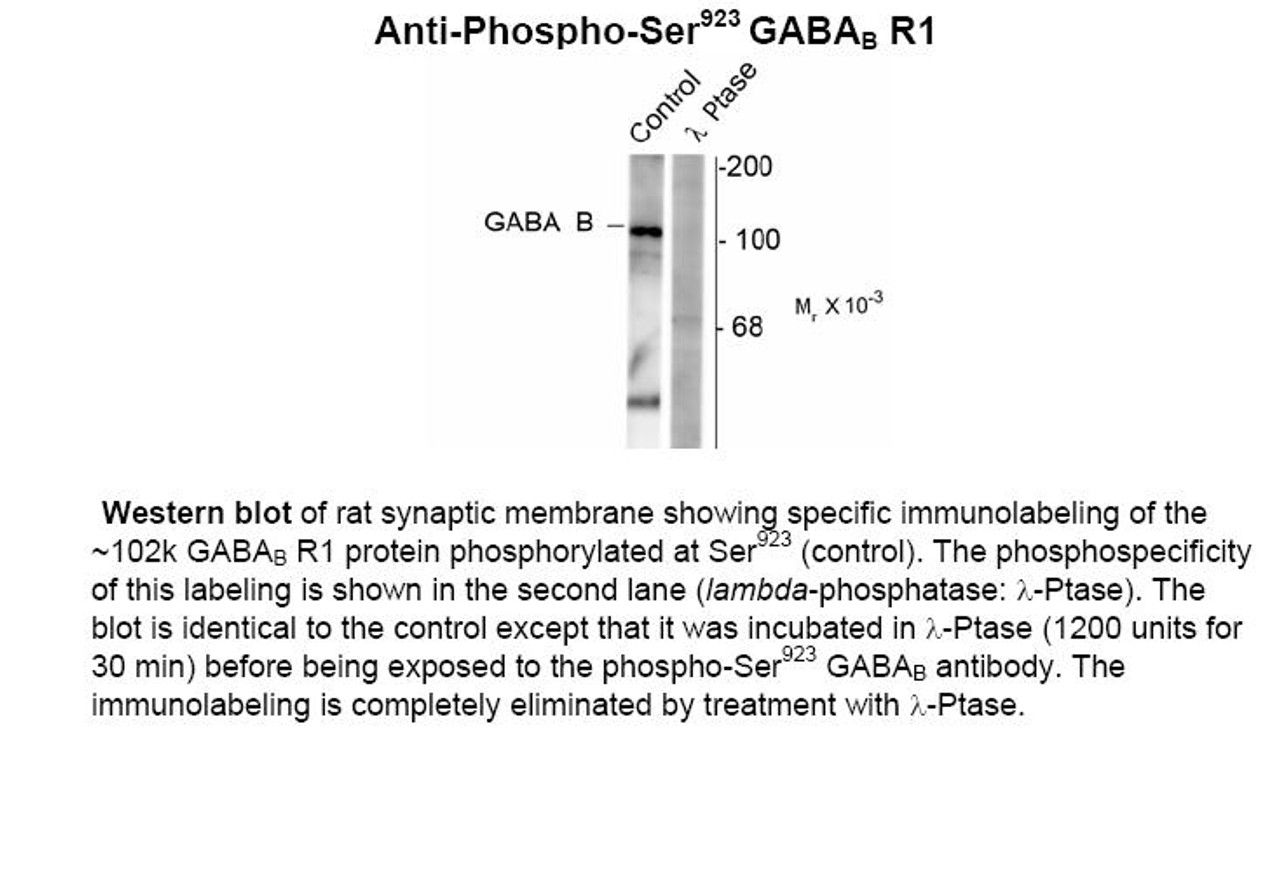 Western blot of rat synaptic membrane showing specific immunolabeling of the ~102k GABAB R1 protein phosphorylated at Ser923 (control) . The phosphospecificity of this labeling is shown in the second lane (lambda-phosphatase: lamda-Ptase) . The blot is identical to the control except that it was incubated in lamda-Ptase (1200 units for 30 min) before being exposed to the phospho-Ser923 GABAB antibody. The immunolabeling is completely eliminated by treatment with lamda-Ptase.