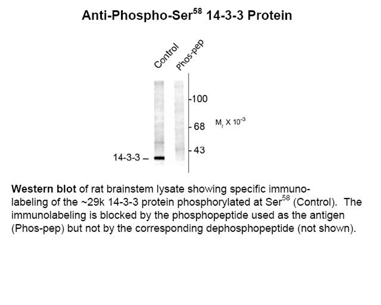 Western blot of rat brainstem lysate showing specific immunolabeling of the ~29k 14-3-3 protein phosphorylated at Ser58 (Control) . The immunolabeling is blocked by the phosphopeptide used as the antigen (Phos-pep) but not by the corresponding dephosphopeptide (not shown) .